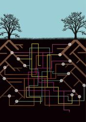 The Underground Mycorrhizal Market between Plants and Fungi
